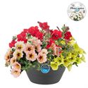 Afbeelding van Hp27 mono.mix Petunia Dekko mix3